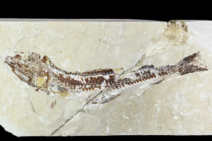 Bargain, Cretaceous Fossil Fish - Lebanon #110854